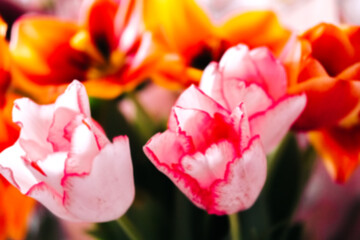 blurred festive background, beautiful tulip heads close-up. fragrant flowers for the holiday on March 8.