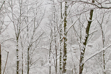 Snowy trees branches in a forest in Ticino canton in Switzerland