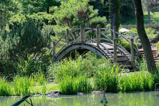 A lush Japanese garden with a Japanese wooden bridge over a small pond with ornamental grassses and Japanese water irises
