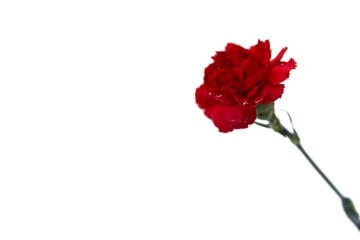 red carnation on a white background