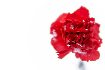 red carnation on a white background