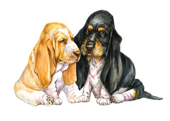 basset hound puppies