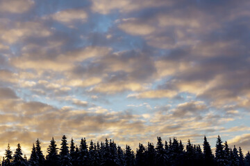 blurred beautiful evening sky over the forest
