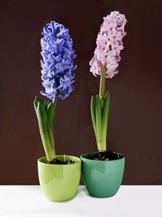 multicolor flowers of hyacinth plant at spring