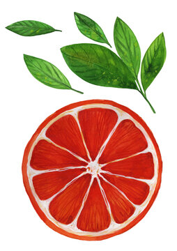 watercolor sicilian orange