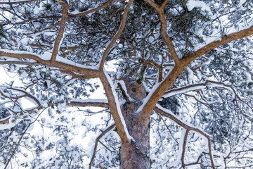 tree branches in the snow top view