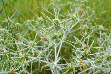 In nature, thistle grows Eryngium campestre