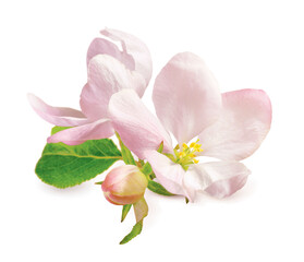Fototapeta na wymiar Spring apple blossom isolated on white
