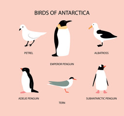Vector illustration with birds of Antarctica: petrel; emperor penguin; adelie penguin; tern; albatross; subantarctic penguin.