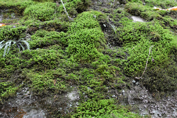 Anomodon moss grows on the stone in the forest