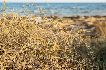 Closeup leafless barren thorny bush with tangled branches, dry dead plant with thorns on branches...