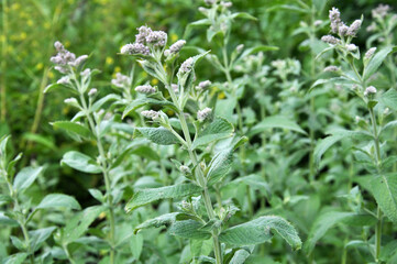Mint long-leaved (Mentha longifolia) grows in nature