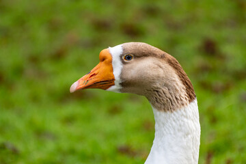 A representative of the breed of gray geese with slight changes in the color of the plumage