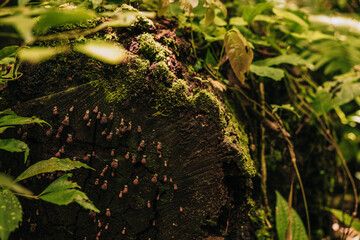 Texture of a moss-covered wooden trunk in the forest