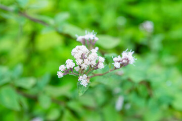 FLORES