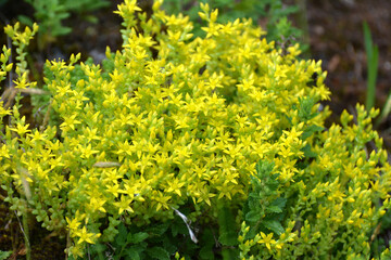 Stonecrop (Sedum acre) grows in the wild