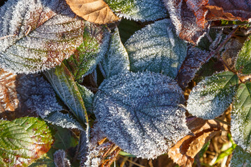 Frozen  leafs . Colorful leaves covered with frost.