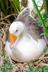 duck in the nest