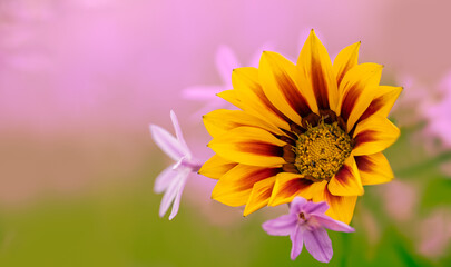 yellow and maroon daisy treasure flower Gazania linearis