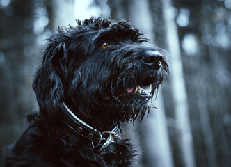 Fototapeta premium portrait of the dog in the woods