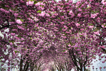 Cherry Blossom in Bonn