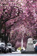 Cherry Blossom in Bonn