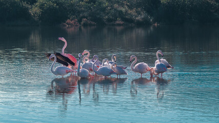 Obraz premium Fenicotteri nello stagno di Porto Taverna