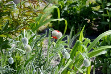 Red poppies in buds.