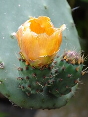 OPUNTIA FICUS-INDICA. CHUMBERA. UNA HOJA VERDE DE LA PLANTA CON FLOR