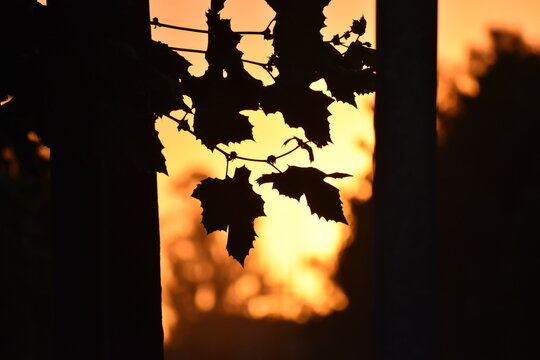 silhouette of  leaves 