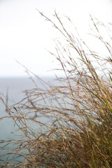 background grass
