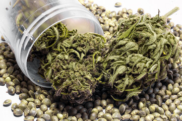 medical cannabis buds and seeds near plastic pharmaceutical container on white