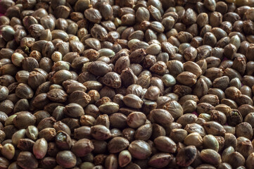 hemp seeds  macro image on white background