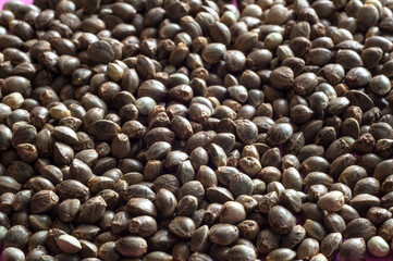 hemp seeds  macro image on white background