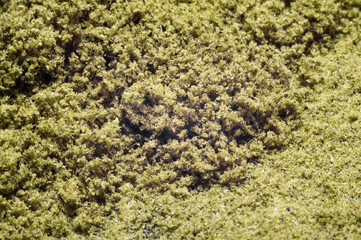 weed grinder full of hemp trichomes of dry medical marijuana flower buds macro image