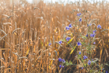 Agricultural fragmental panorama of the wheat field. Ripe wheat and wild flowers close-up. Shallow...
