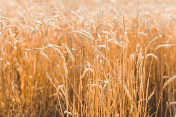 Wheat Rye Field, Ears of wheat close up. Harvest and harvesting concept. Ripe barley on the field...