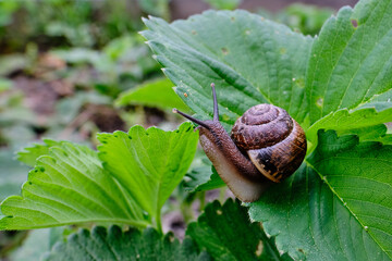 Garden, grape snail is a strong dangerous pest in strawberry beds, crawls through the leaves and makes holes in them, macro photography