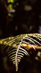 leaf in the sunlight