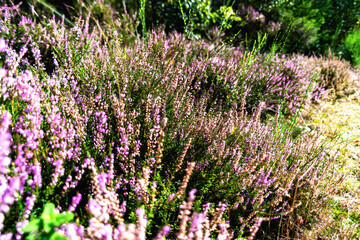 Obraz premium heather illuminated by the sun. Blurred background, soft focus