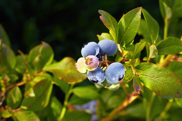Fresh organic blueberrys on the bush. Vivid colors. Fruit growing in a garden