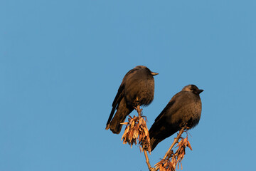 Two perched black crows relaxing in the warm glow of the evening sun. Shot on a winter day in Sweden, Europe