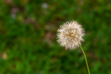 Dente de Leão IMG_6832