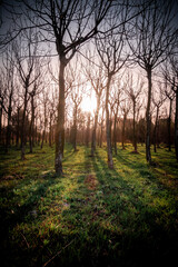 Fototapeta premium Forest with leafless trees in winter, with sunlight at sunrise.