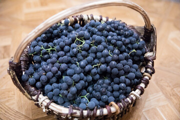 Lots of ripe black grapes with branches in a wicker basket. A good harvest of wine grapes.