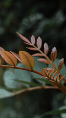 autumn leaves in the forest