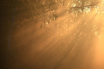golden sunrise over river Sola at early spring.Forest in fog and rays of the sun