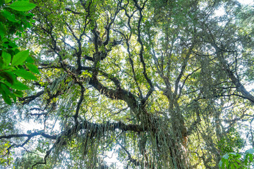 Fototapeta premium BOSQUE