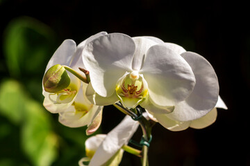Orquídea IMG_8098