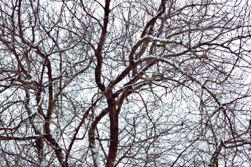 Fototapeta na wymiar winter landscape, close-up as texture for background